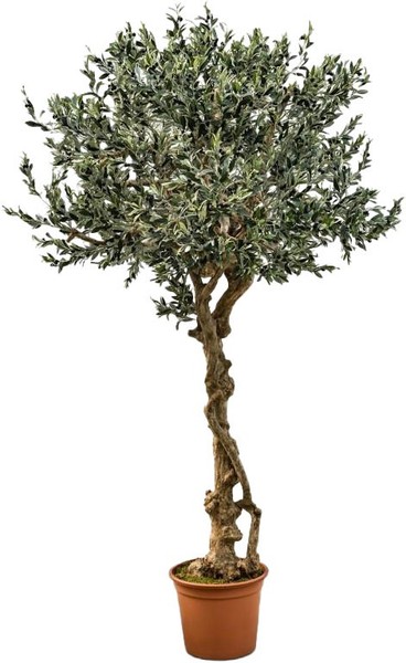 Artplants Deko Olivenbaum Placido, Echtstamm, Mit FrüChten, 275Cm-image