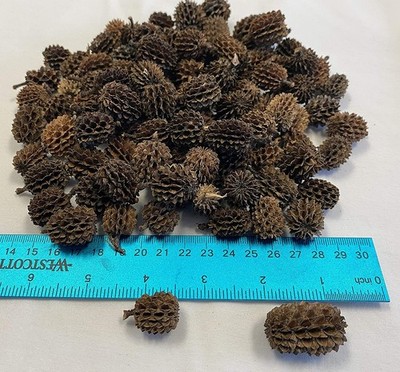 1000 Casuarina Cones With FREE Mineral Balls for Freshwater Dwarf Shrimp