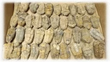 20 - Natural Trilobite Fossils - 500 Million Year Old Genuine Arthropod Specimen