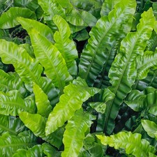 Asplenium Scolopendrium Harts Tongue Fern Outdoor Garden Evergreen Hardy Compact