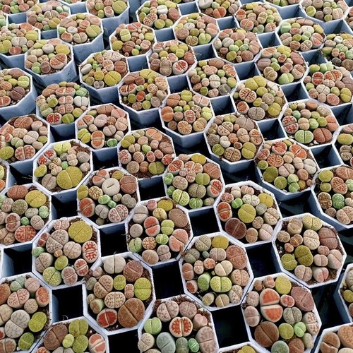 12PCS Succulent Plant Lithops N.E.Br(Mixed Colors)Aizoaceae Beautiful Plant - Picture 12 of 12