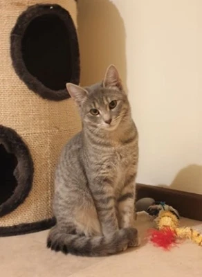 3325 Winter Cat For Adoption Vet Work Included Cats Kittens Gumtree Australia Melville Area Bull Creek 1256065727