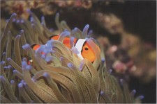 Clownfish in Sea Anemone Fish 2024 New Image Card 4x6 15039.3