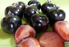 TOMATO SEEDS ORIGINAL AUTHENTIC BLACK RUSSIAN TOMATO SEEDS