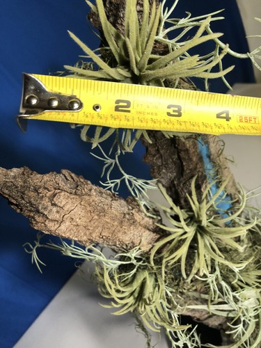 Artificial Succulent Air Plant Home Office Mounted on Real Wood Bark and Stone - Picture 19 of 22