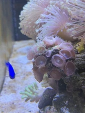 🪸 Long Polyp Toadstool,  2-3 inch Head.   I will also include two bonus frags!