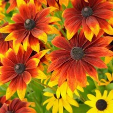 Coneflower Rudbeckia hirta Rustic Dwarf mix 900 seeds+FREE REUSABLE PLANT LABEL