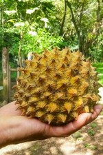 Annona purpurea Soncoya, Yellow Flesh Ilama, Very Rare - 5 See ds