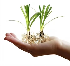 Liriope Super Blue | Bare Root | Liriope muscari | Low Maintenance | Hardy