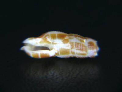 TURRIS ''CADUCIFER'' DECAPITATA: THE TURRID BREAKS IN HALF AT MATURITY @ 12.27MM!
