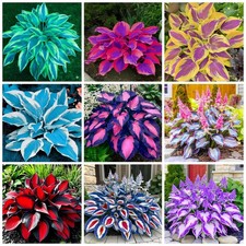 200 Hosta Seeds Perennial for Planting Outdoor Garden