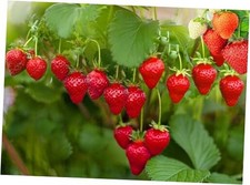 Strawberry 100 Pcs Seeds Garden Fresh Fruit Healthy