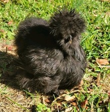 6 Purebred Bearded Black Silkie Hatching Eggs High Quality 
