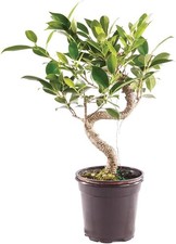 Live Golden Gate Ficus Bonsai Tree in Grower Pot, Indoor Bonsai Plant, 4 Years