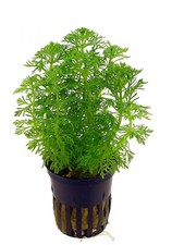 Limnophila sessiliflora vasetto - Pianta a Crescita Veloce per acquario dolce