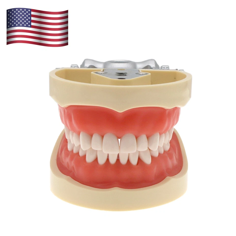 Kilgore Nissin 200 Tipo Poste de Montaje Dental Tipodont Modelo 32 piezas Dientes Extraíbles Foto 2 de 4