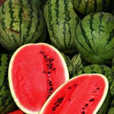 Cal Sweet Supreme Watermelon Seeds 25 Fruit Melon Heirloom NON-GMO FREE S H