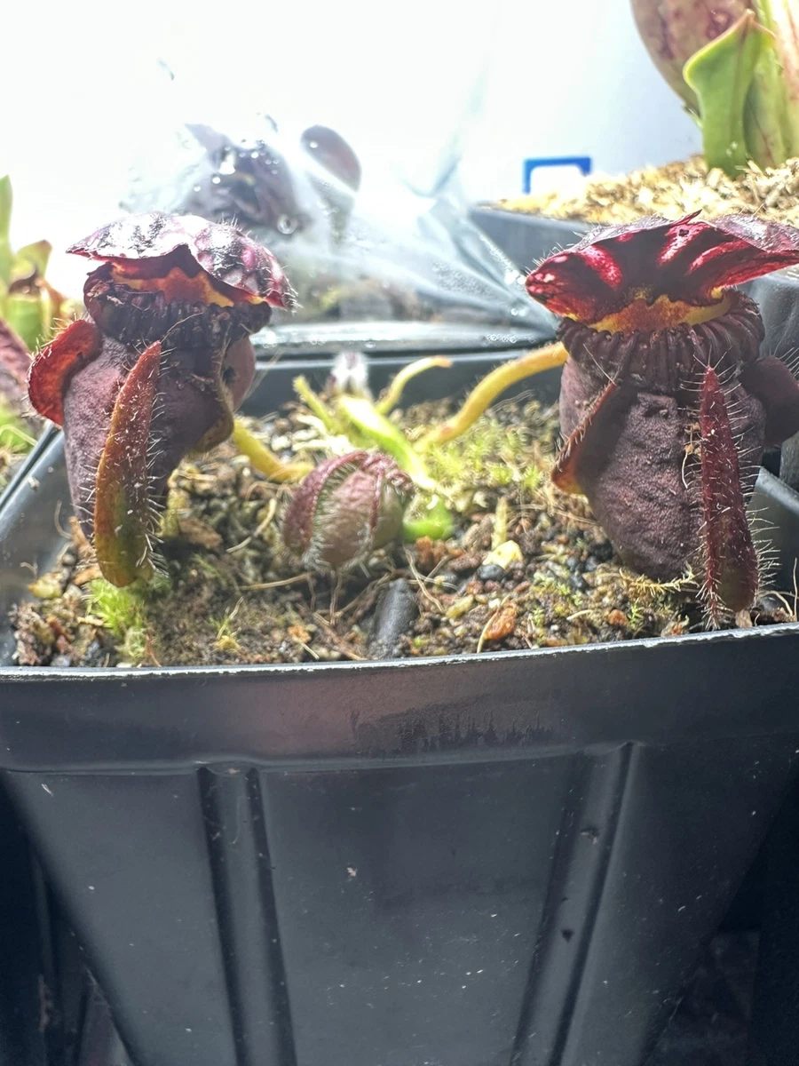 Pitcher Plant Cephalotus Carnivorous Plants for sale | eBay