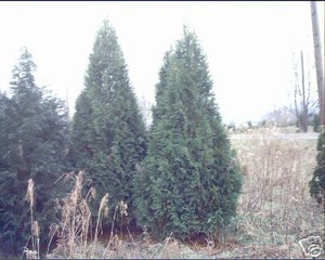 Thuja Seeds | eBay
