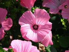ENGLISH COUNTRY GARDEN- Climbers, roses, honeysuckle hedges,fragances.14 packs