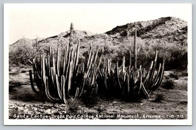 RPPC Senita Cactus Organ Pipe Cactus National Monument Arizona Postcard - D21