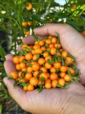 Bode Amarela Pepper Seeds 