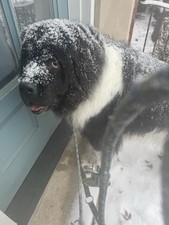 mac duggal dress For Ebt-77