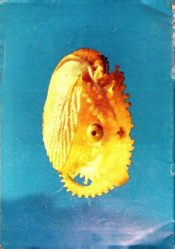 Argonauta Journal Of Malacology Published By Internati Association Of Malacology - Imagen 6 de 6