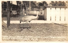 Bonita Springs Florida~Everglades Reptile Garden~Sand Hill Crane~1940s RPPC