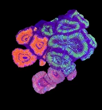 WYSIWYG 3-Pack Acan Coral Live Coral for Reef Saltwater Aquarium