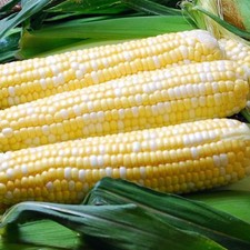 Ambrosia Sweet Corn Seeds, Bicolor Corn, (F1 SE Hybrid), FREE SHIPPING