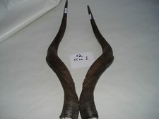 Kudu Hörner Schläuche Krucken Krampus Maskenbau Geweih K 2