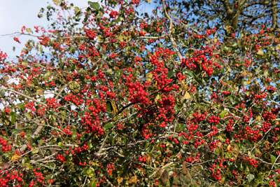 50 WASHINGTON HAWTHORN Crataegus Phaenopyrum Mayflower Shrub Tree Edible Fruit &