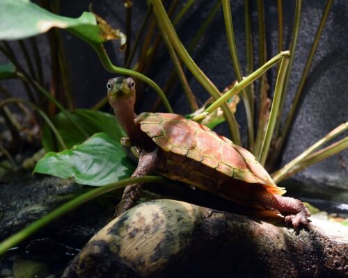 New Art Photo: Friendly Little Turtle Says Hello, Nature Outdoor Animal Print - Picture 5 of 5