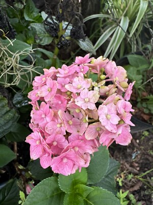 HYDRANGEA MACROPHYLLA
