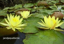 3 Small Yellow Hardy water lily nat filter plant koi pond garden J J Aquafarms