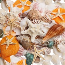 SKOOLOVE Natural Sea Shells Mixed Set 2-6.5CM Conch Starfish Crafts Christmas