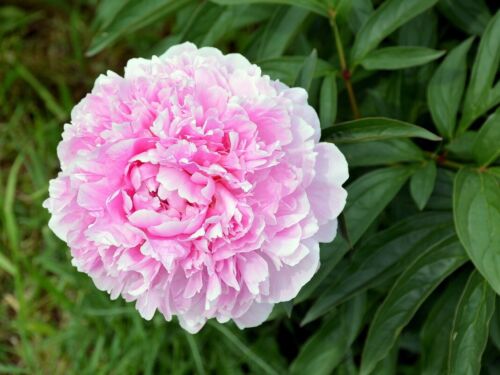 'Rose Heart' Light Pink Peony Flower Seeds Heirloom Rare Double Petals Flower - Picture 1 of 13