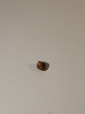 Hand Picked Hawaiian Sea Shell - Engima Mendicaria Shell