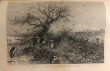 Original Engraving Vintage Print 1885 Full Page Somalia Hunting Marabouts