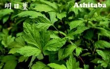 Ashitaba Tomorrow Leaf Herb Rooted Starter Plants in Soil 明日草 Angelica Keiskei