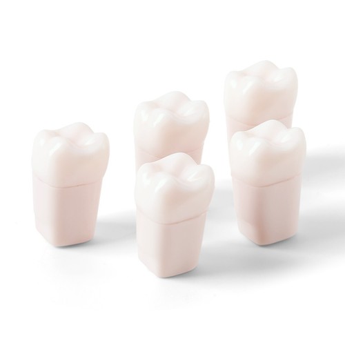 Endodoncia de conducto radicular dental entrenamiento dientes modelo ECA práctica pulpa resina blanca - Imagen 24 de 55