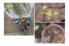 10 High Grade Mixed Guppies   Koi Red Ear  Dumbo Red Tail  Full Gold 24K