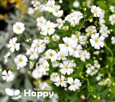 BABY'S BREATH WHITE - COVENT GARDEN MARKET - 1000 SEEDS - Gypsophila elegans