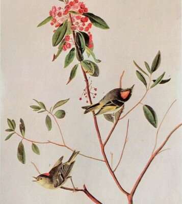 John James Audubon Birds RUBY-CROWNED KINGLET Vintage Art Book Plate 416