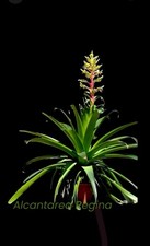 BIG Alcantarea ‘REGINA’ Young Plant Spectacular Giant Bromeliad Plant