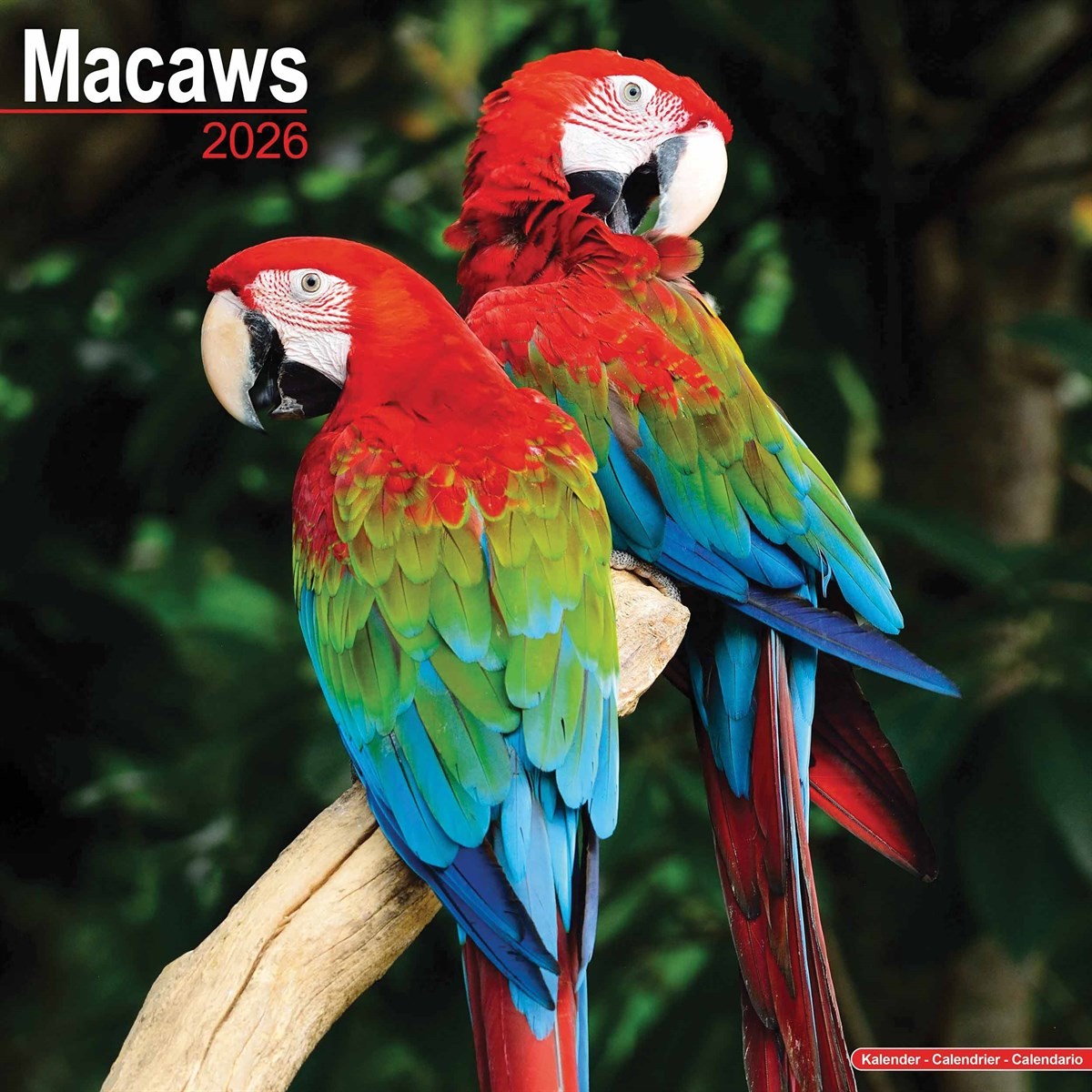 Macaws Calendar 2026, Wall Calendars, Month To View, Animals, Gift
