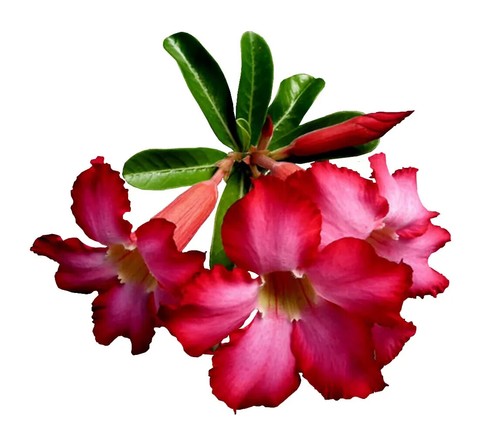 Desert Rose Adenium Obesum Single Shape Seeds - Picture 3 of 5