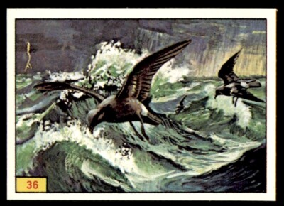 Panini Birds 1978 - Storm Petrel (Tube-Nosed Birds) No. 36