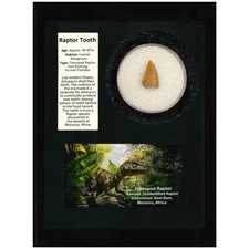 Raptor Tooth Display